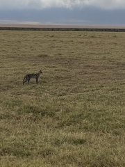 Leptailurus serval lipostictus