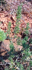 Asparagus capensis