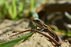 Liolaemus cyanogaster