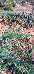 Asparagus capensis