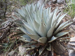 Agave parryi