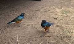 Lamprotornis superbus