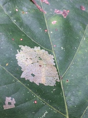 Caliroa quercuscoccineae