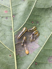 Caliroa quercuscoccineae