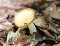 Russula ochroleuca