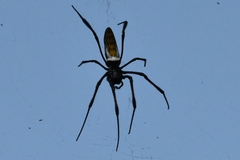 Trichonephila inaurata