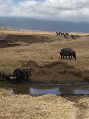 Syncerus caffer caffer