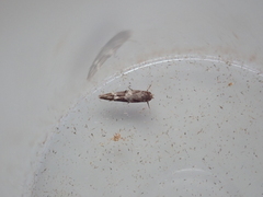 Mompha subbistrigella