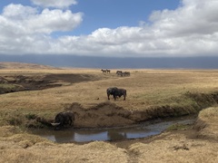 Syncerus caffer caffer