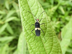 Hypselonotus interruptus