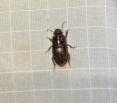 Harpalus gravis