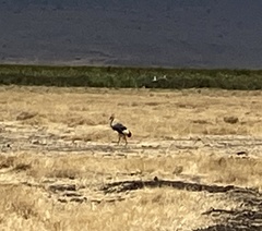 Balearica regulorum