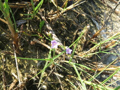 Limonium carolinianum