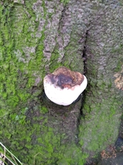 Ganoderma resinaceum