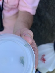 Flatormenis proxima