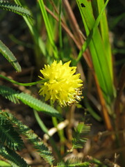 Neptunia pubescens