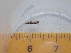 Mompha subbistrigella