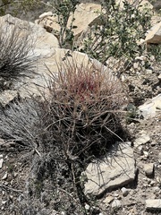 Hamatocactus hamatacanthus