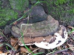 Ganoderma resinaceum