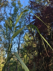 Arundo donax