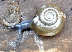 Oxychilus draparnaudi