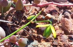 Albuca viscosa