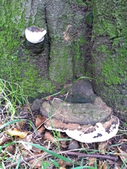 Ganoderma resinaceum