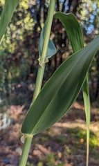 Arundo donax