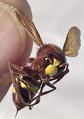 Vespa orientalis