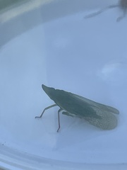 Rhynchomitra recurva