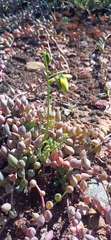 Albuca viscosa