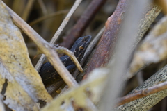 Liolaemus cyanogaster