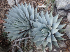 Agave parryi