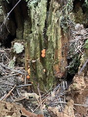 Tubifera ferruginosa