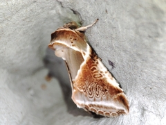 Habrosyne pyritoides