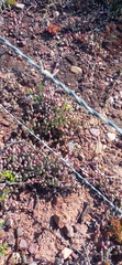 Curio radicans