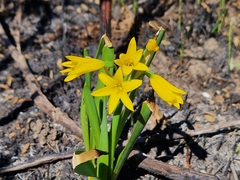 Cyrtanthus breviflorus