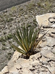 Agave lechuguilla