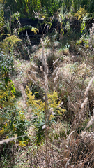 Calamagrostis epigejos