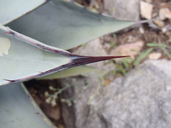 Agave parryi