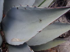 Agave parryi