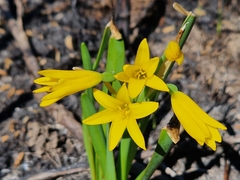 Cyrtanthus breviflorus