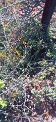 Curio radicans