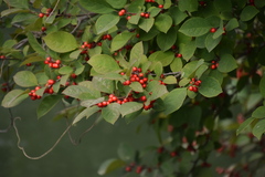 Ilex serrata