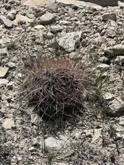 Hamatocactus hamatacanthus