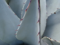 Agave parryi