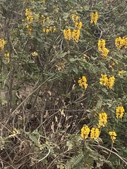 Senna didymobotrya