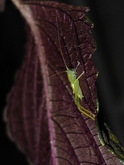 Phaneroptera