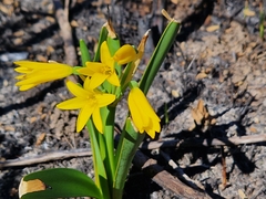 Cyrtanthus breviflorus