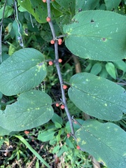 Trema micrantha floridana